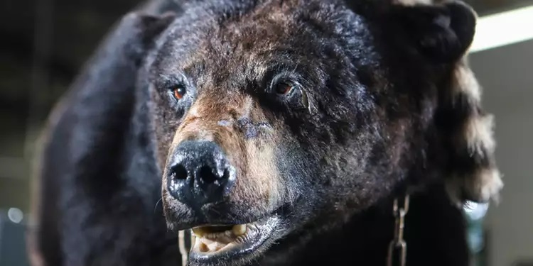 Filme sobre urso que ingere cocaína e vira assassino é baseado em